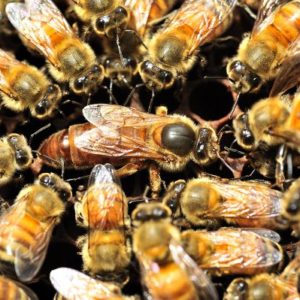 2025 Italian Hybrid Mated Queens (Pickup Only)