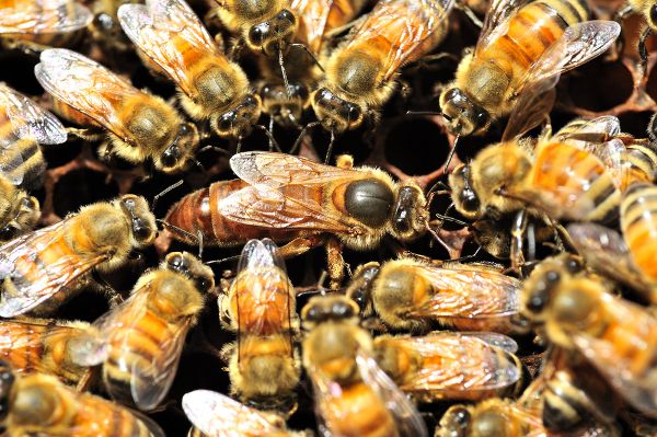 2025 Italian Hybrid Mated Queens (Pickup Only)